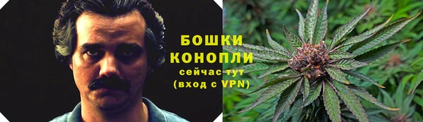 прущие грибы Алзамай
