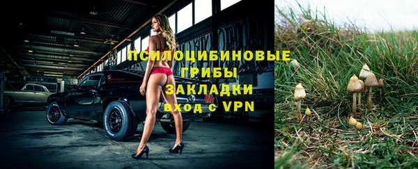 прущие грибы Алзамай